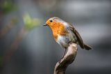 Robin
