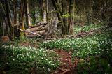 A path through the anemonies at Fforest Fawr.