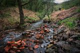 The old Aberdare Brick Works leet, or whats left.