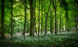 A walk in Fforest Fawr.