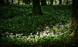 Sunlight through the canopy.