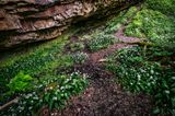 Wild garlic at the Farewell Rock.