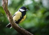 Great Tit.