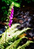 Foxglove.