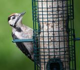 Greater Spotted Woodpecker.