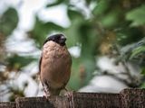 Female Bullfinch.