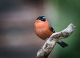 Male Bullfinch.