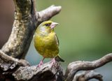 Male Greenfinch.