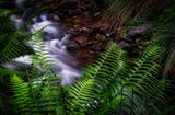 Stream bank in the Glacial Cwm.