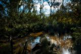 Muddy reflections.