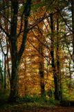 Beautiful beech.