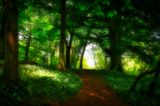 Spring wild garlic.