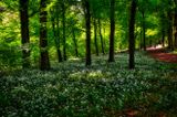 Springtime wild garlic.