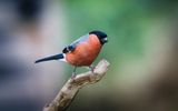 Male Bullfinch.