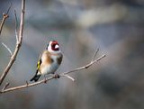 Goldfinch