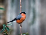 Male Bullfinch in a shower.