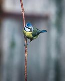 Blue Tit.