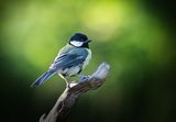 Great Tit.