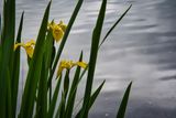 River side Iris.