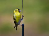 Male Siskin.
