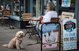 Ice cream for dogs, Abergavenny.
