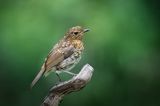 Juvenile Robin.