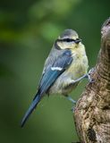 Juvenile Blue Tit