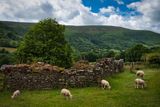 Vale of Ewyas sheep.