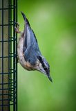 Nuthatch