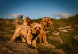 Golden hours dogs at Porthcawl.
