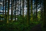 Taf-Fechan Forest.