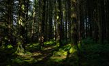 Taf-Fechan Forest.