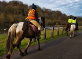 Horses in the park.