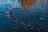 Flotsam, ripples and reflections.