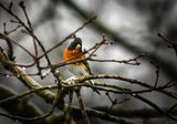 Rare visitor a male Brambling.