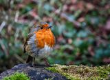 Robin.