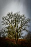 Winter tree.