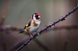 Goldfinch.