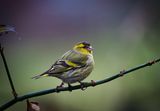 Male Siskin.