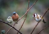 A bird in the hand is worth three in the bush.