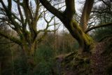 Winter oaks.