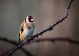 Goldfinch.