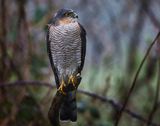 Sparrowhawk in the rain.