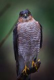 Sparrowhawk, straight down the lens.