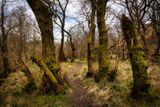 A path through the alders.