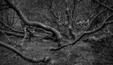Alders.