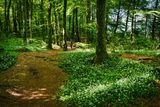 Garlic path.