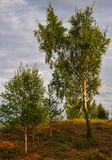 Silver Birch in the evening sun.