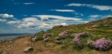 Sea Thrift.