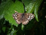 Speckled Brown Butterfly.